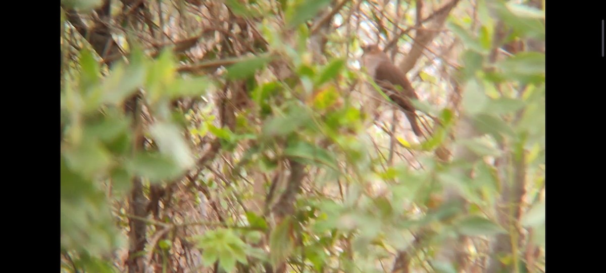 Gray-fronted Dove - ML614570886