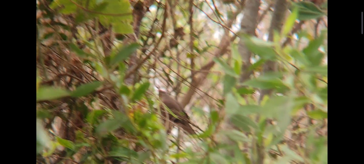 Gray-fronted Dove - ML614570887