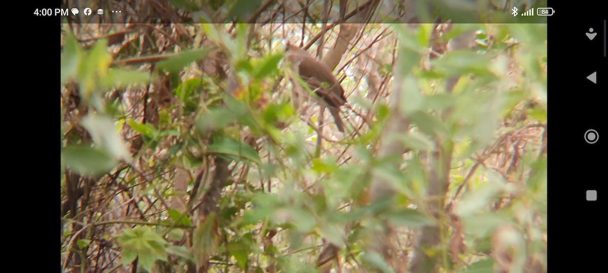 Gray-fronted Dove - ML614570888