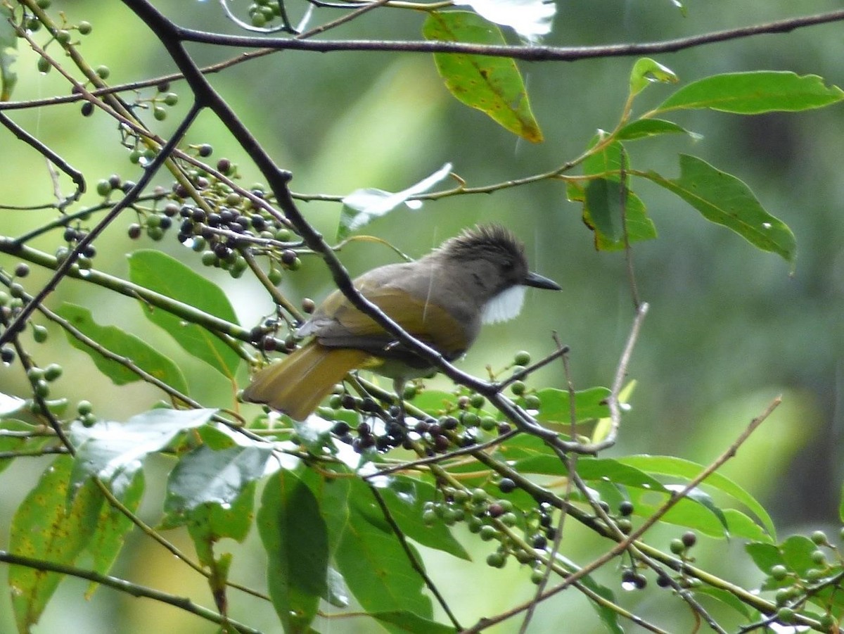 Bulbul terreux (connectens) - ML614570889