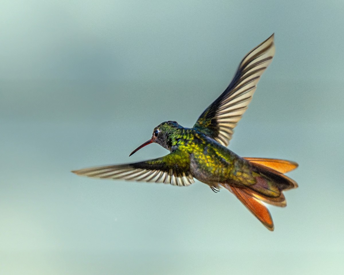 Buff-bellied Hummingbird - ML614570893