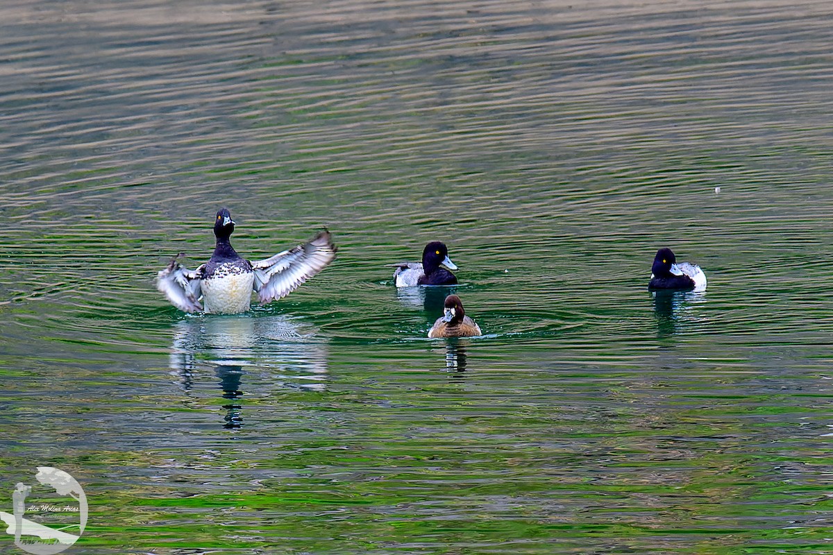 Lesser Scaup - ML614570899