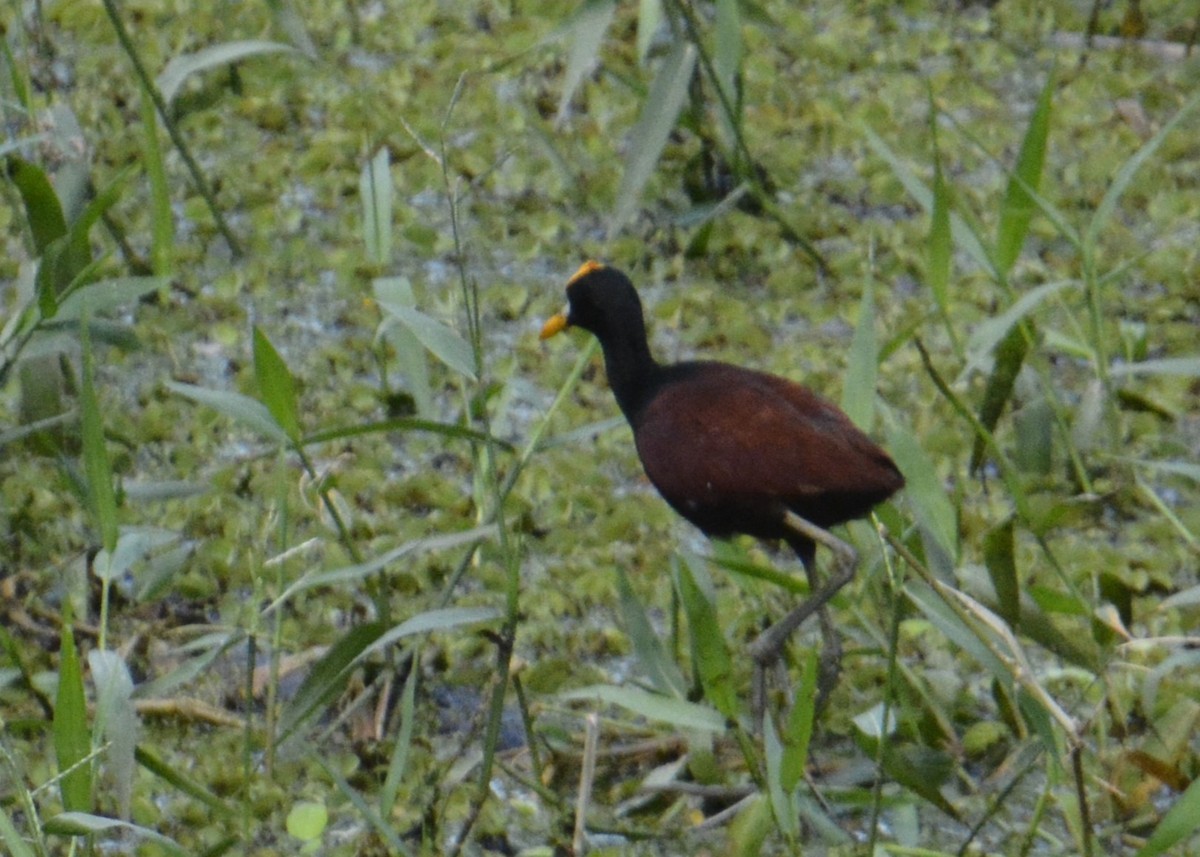 Northern Jacana - ML614570975