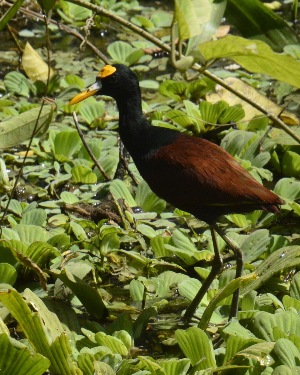 Northern Jacana - Jim Morris