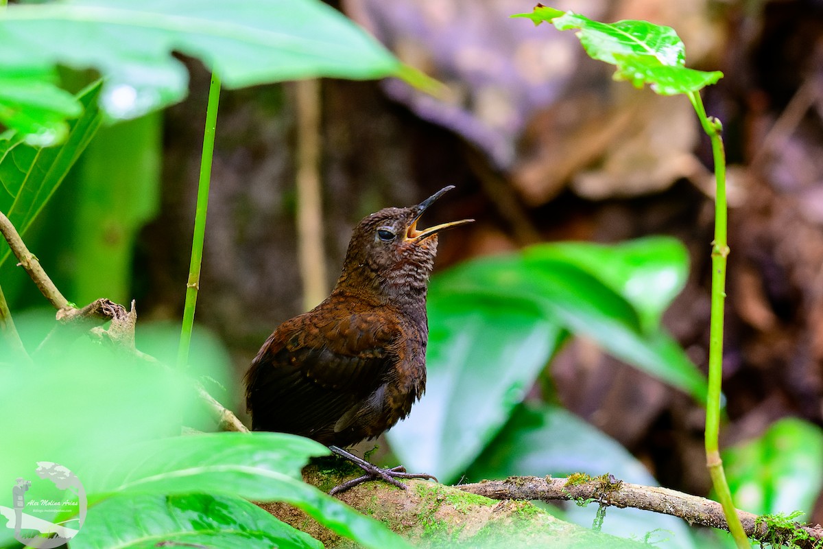 Nightingale Wren - Alex Molina