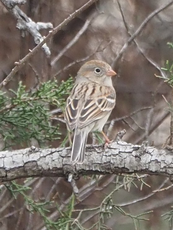 Field Sparrow - CV Sylvan