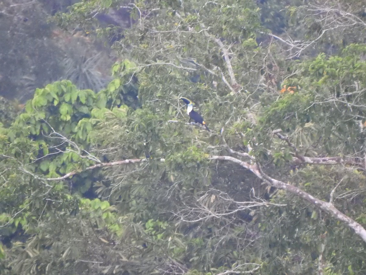 White-throated Toucan (Cuvier's) - ML614571054