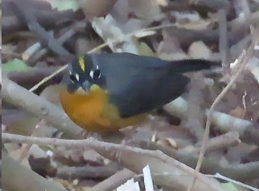 Fan-tailed Warbler - ML614571058