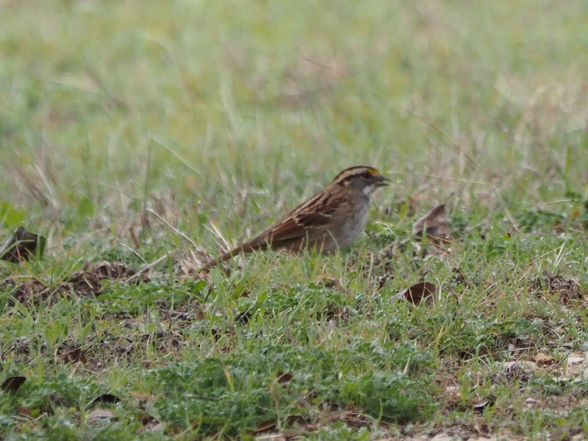 White-throated Sparrow - CV Sylvan