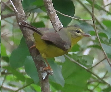 Paruline à couronne dorée - ML614571102