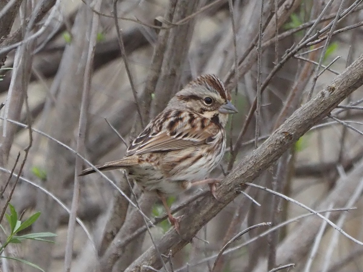 Song Sparrow - CV Sylvan