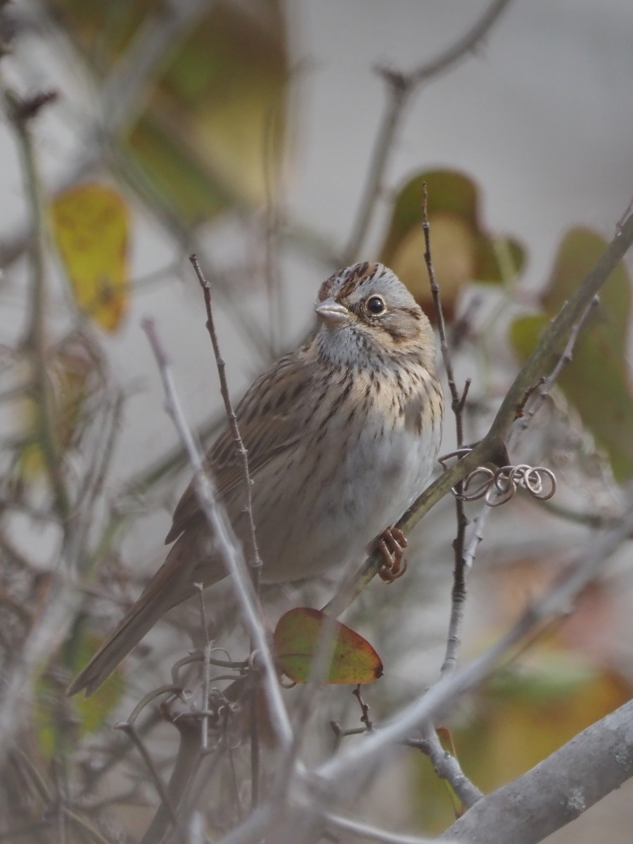 Lincoln's Sparrow - ML614571144