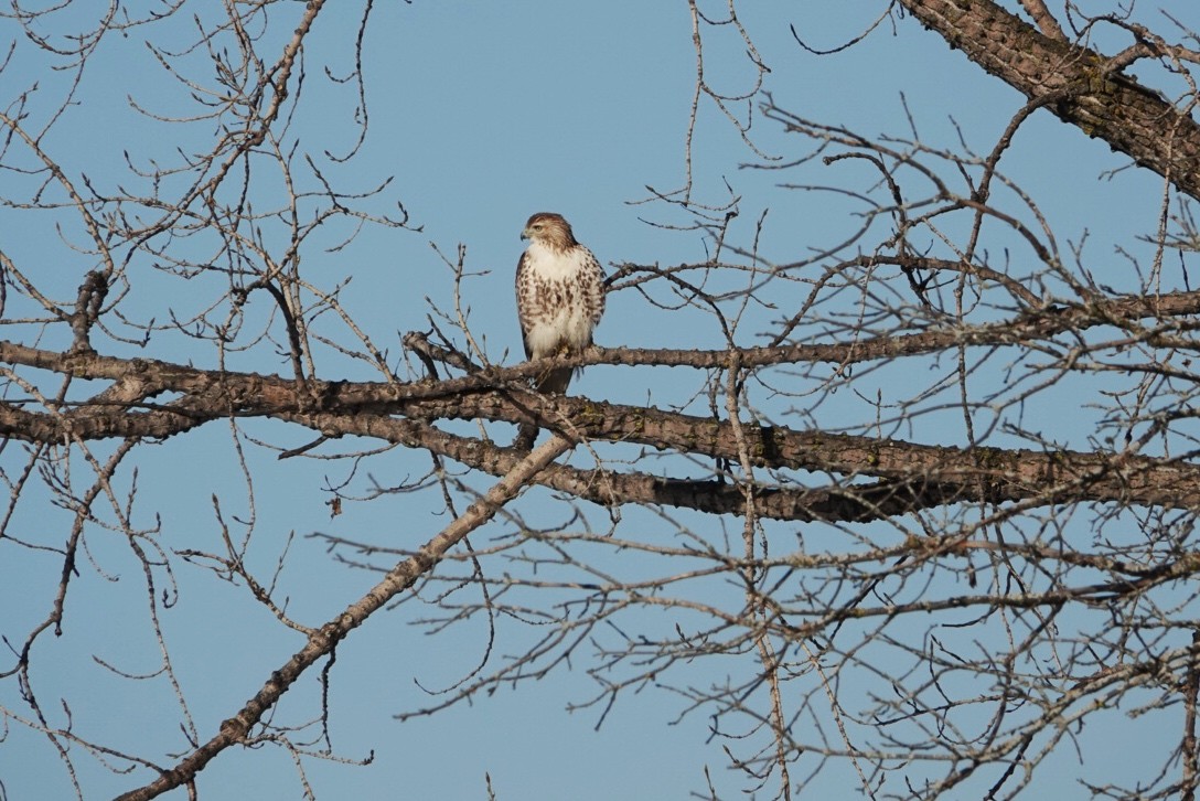 Red-tailed Hawk - ML614571169