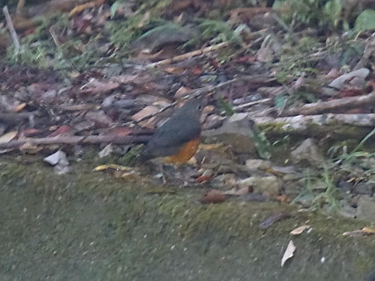 Everett's Thrush - ML614571182