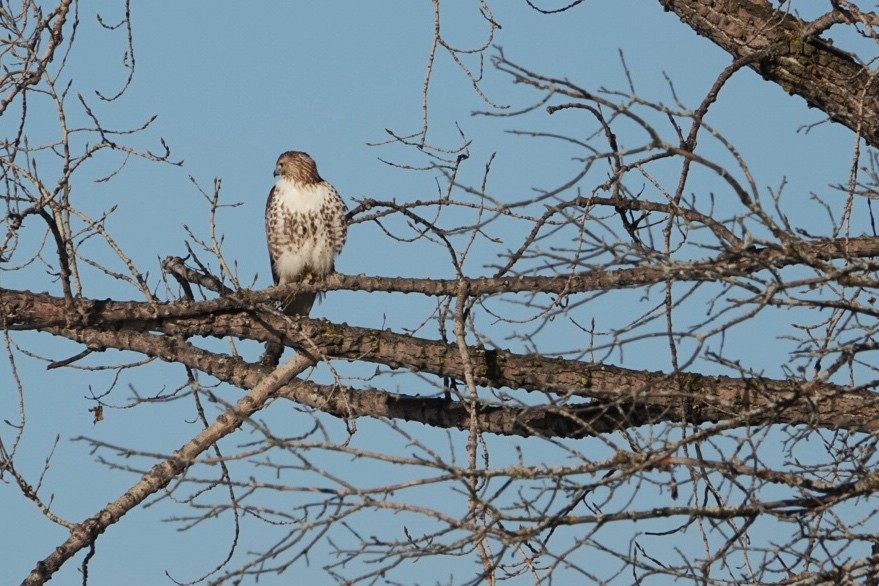 Red-tailed Hawk - ML614571218