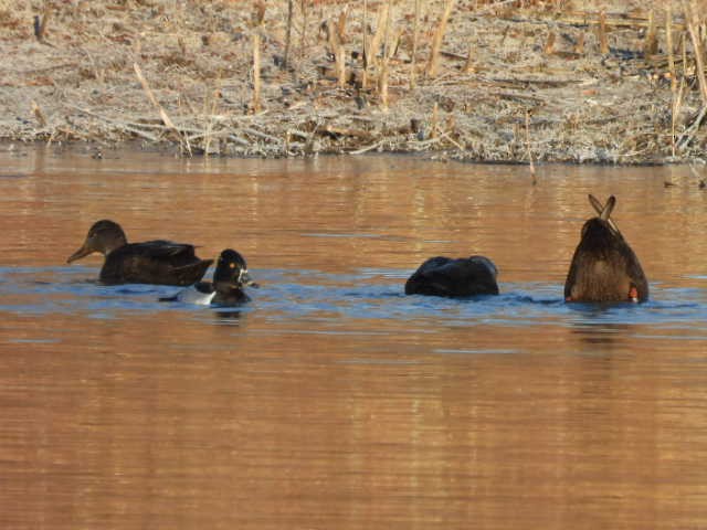 Ring-necked Duck - ML614571222