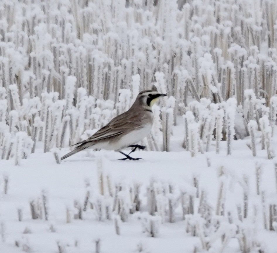 Horned Lark - ML614571318