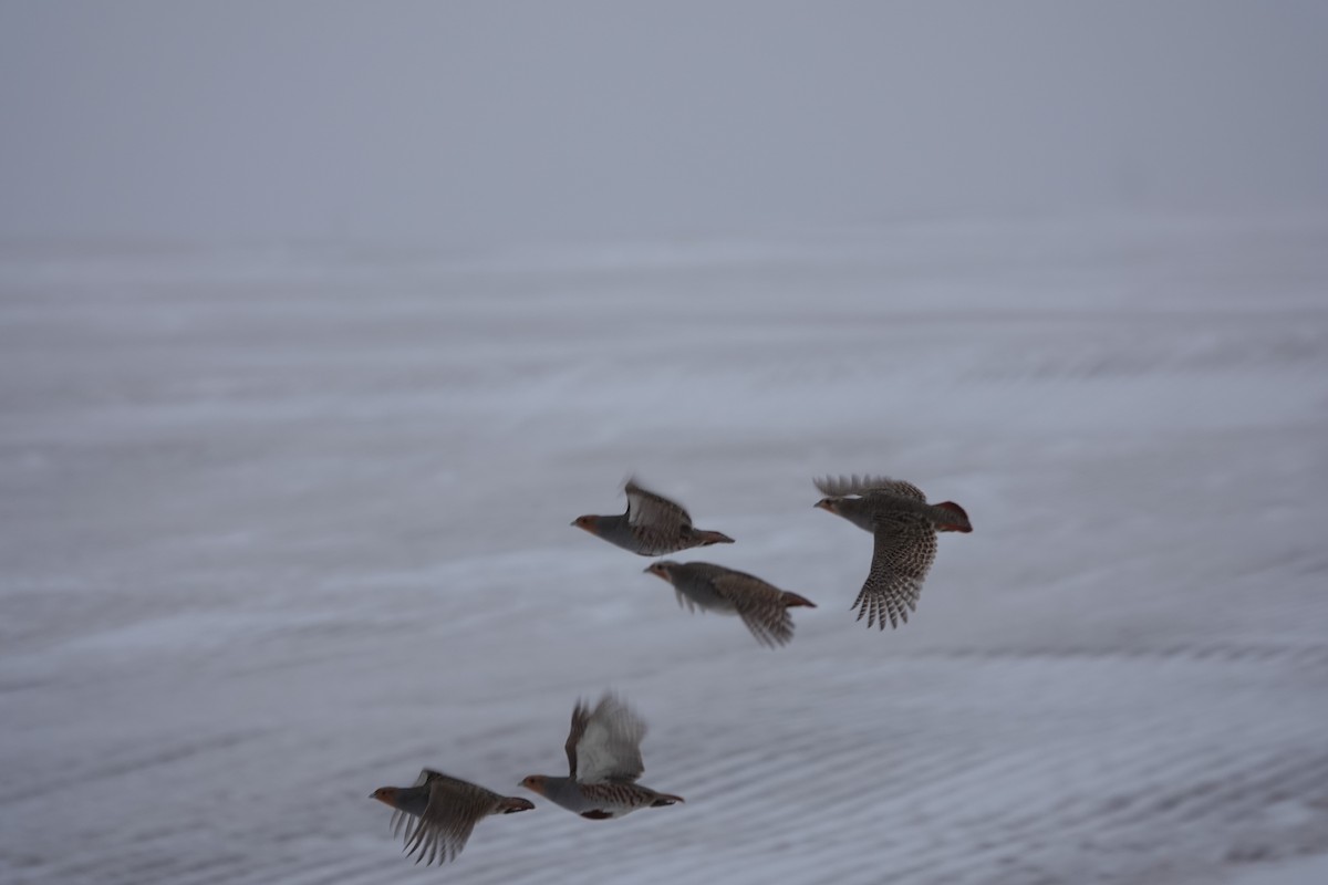 Gray Partridge - ML614571324