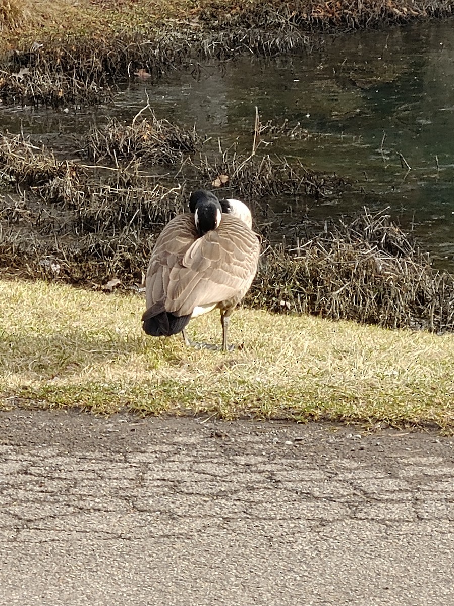 Canada Goose - ML614571368