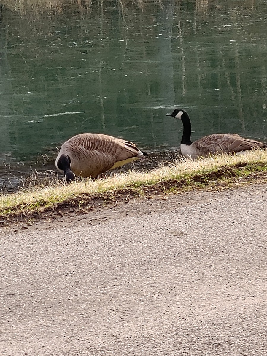 Canada Goose - ML614571395