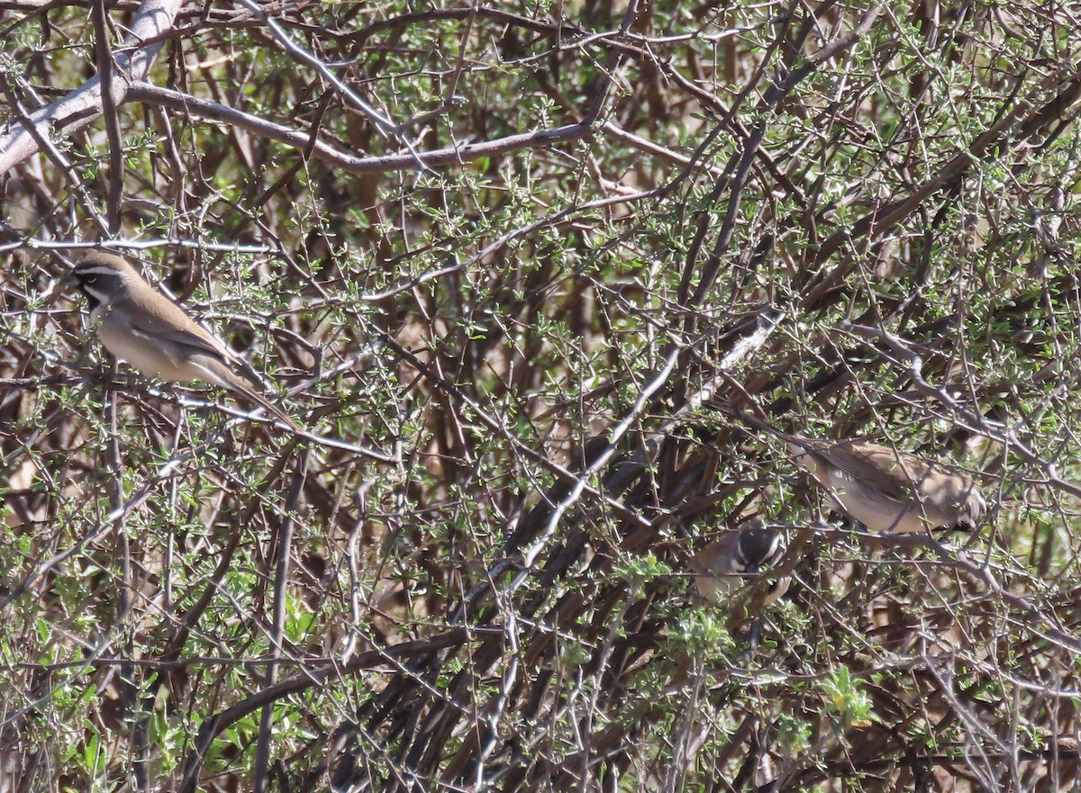 Black-throated Sparrow - ML614571404