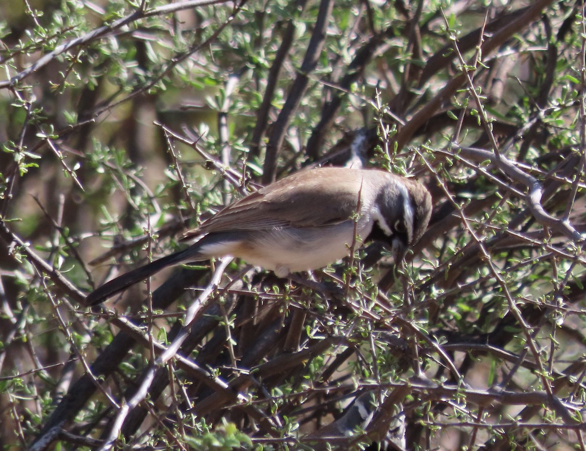 Black-throated Sparrow - ML614571405