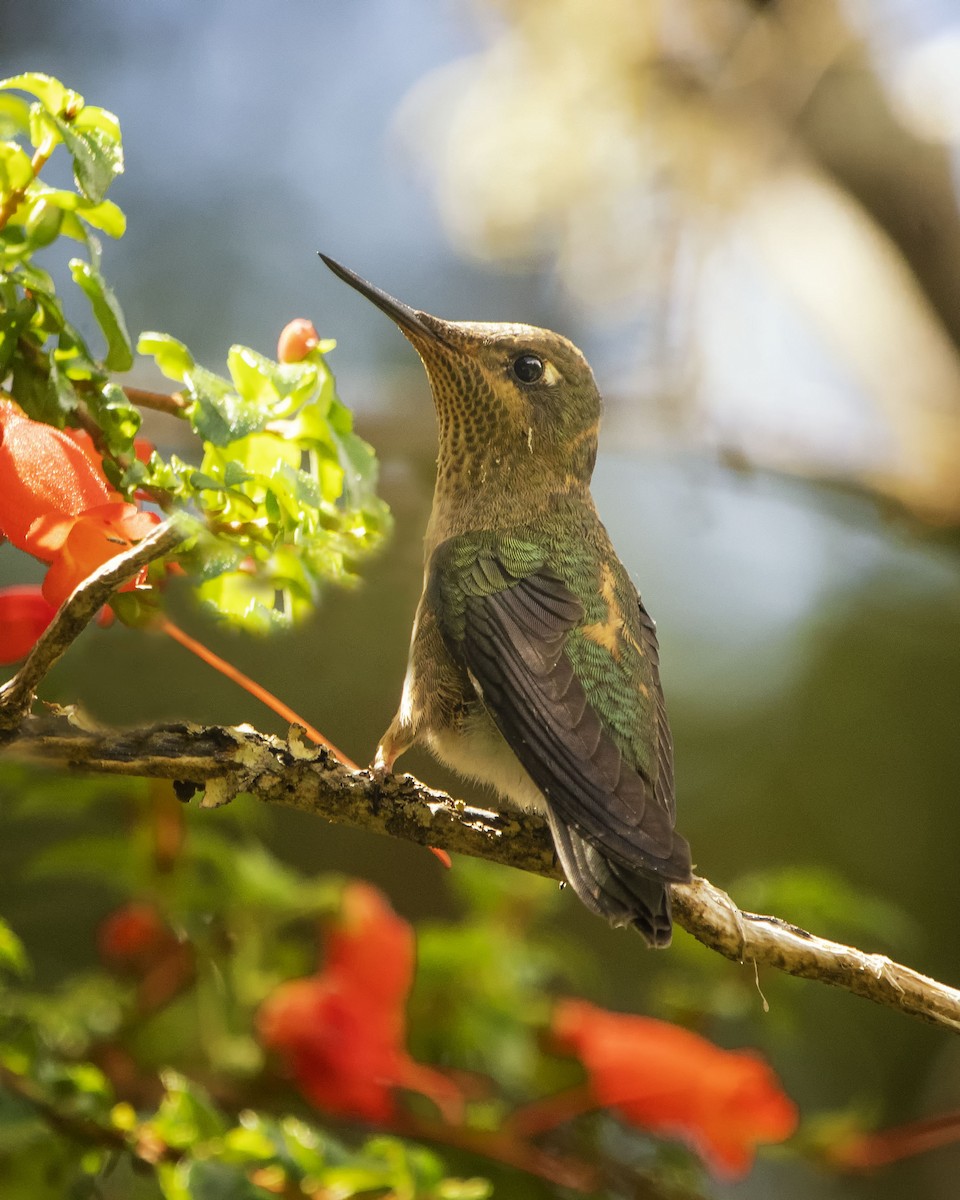 Green-backed Firecrown - ML614571483