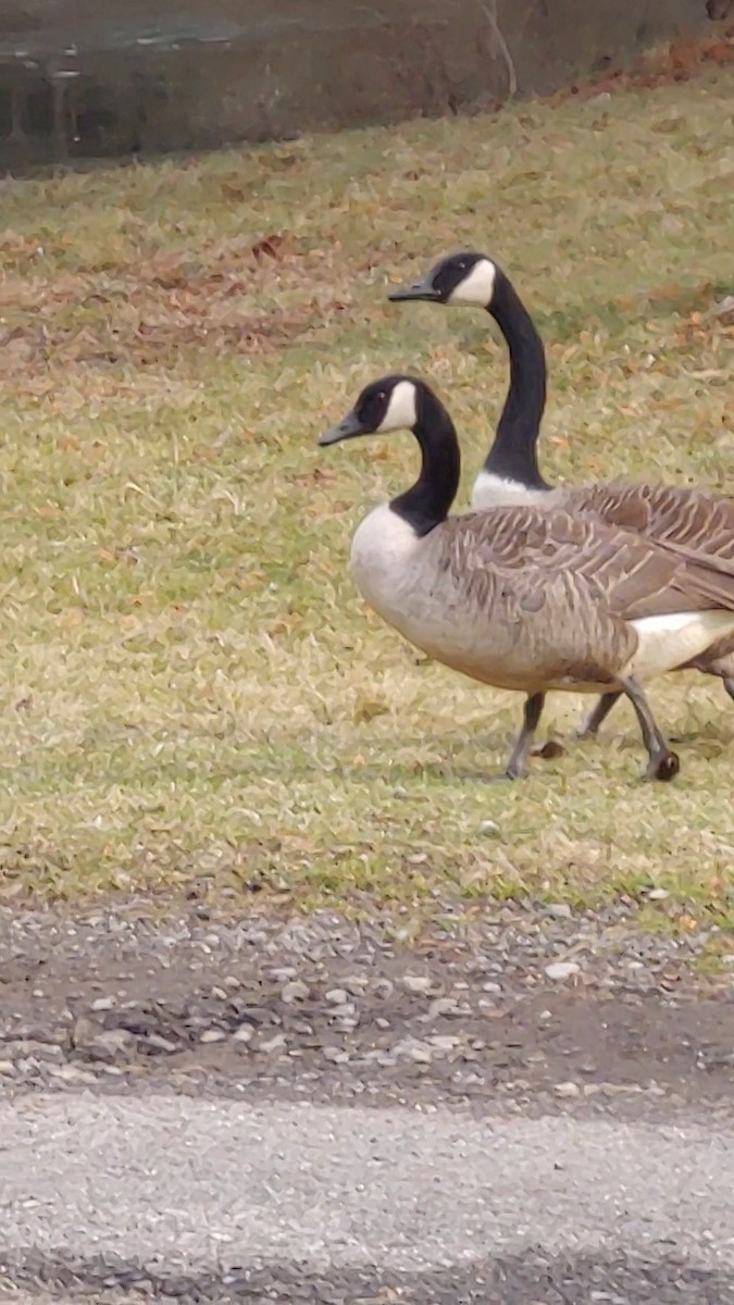 Canada Goose - ML614571520