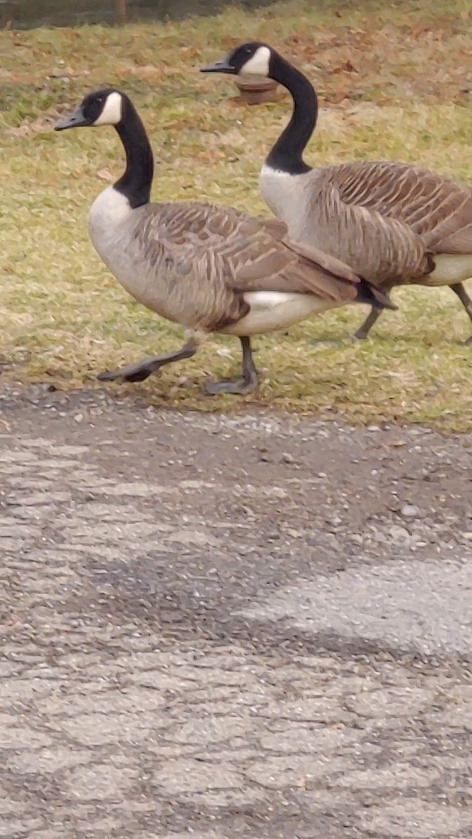 Canada Goose - ML614571529