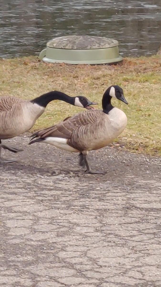 Canada Goose - ML614571538