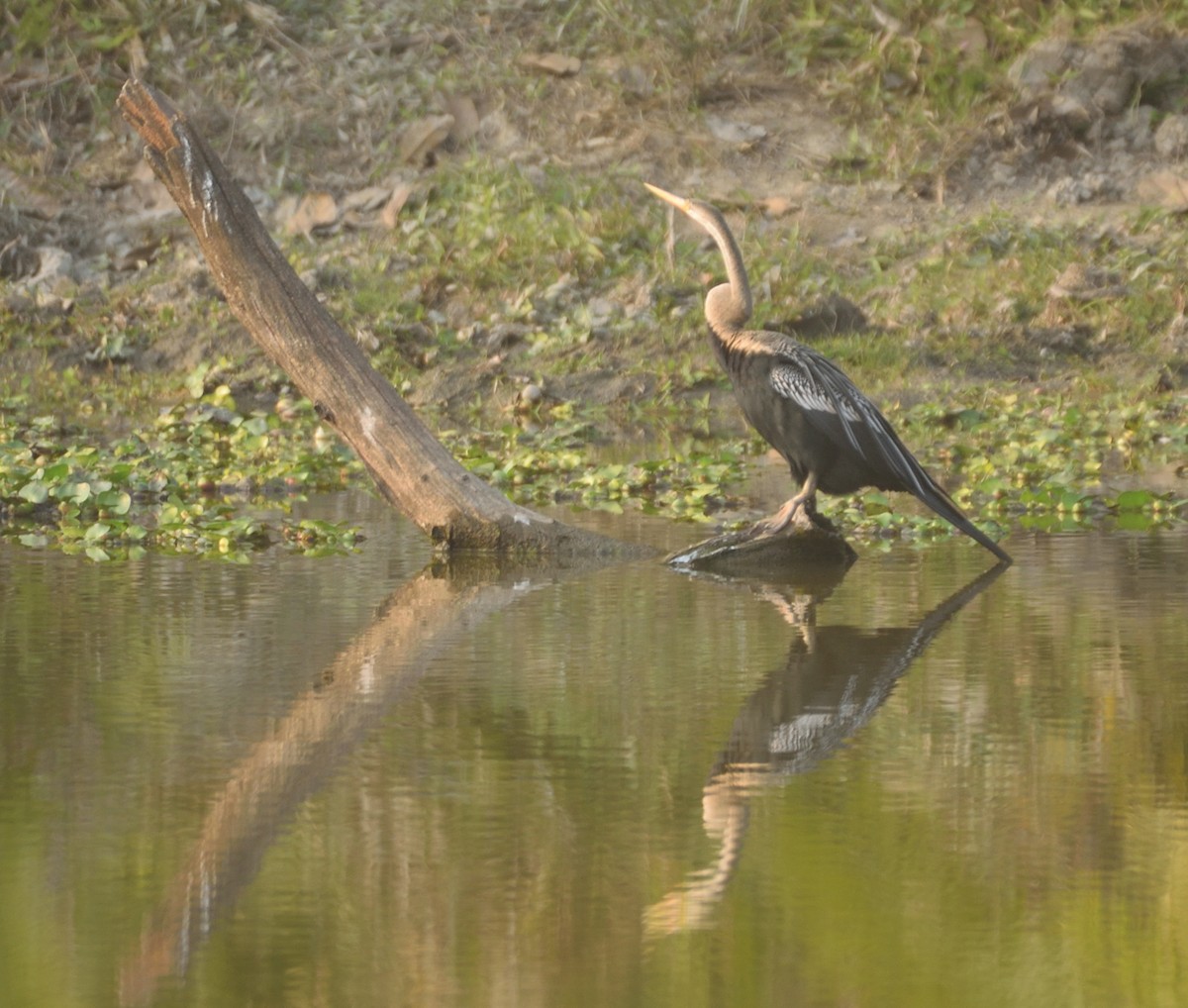 Oriental Darter - ML614571642
