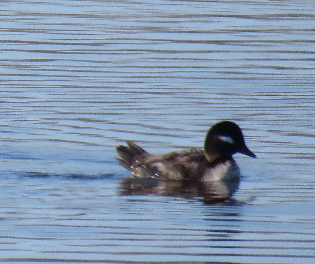 Bufflehead - ML614571676