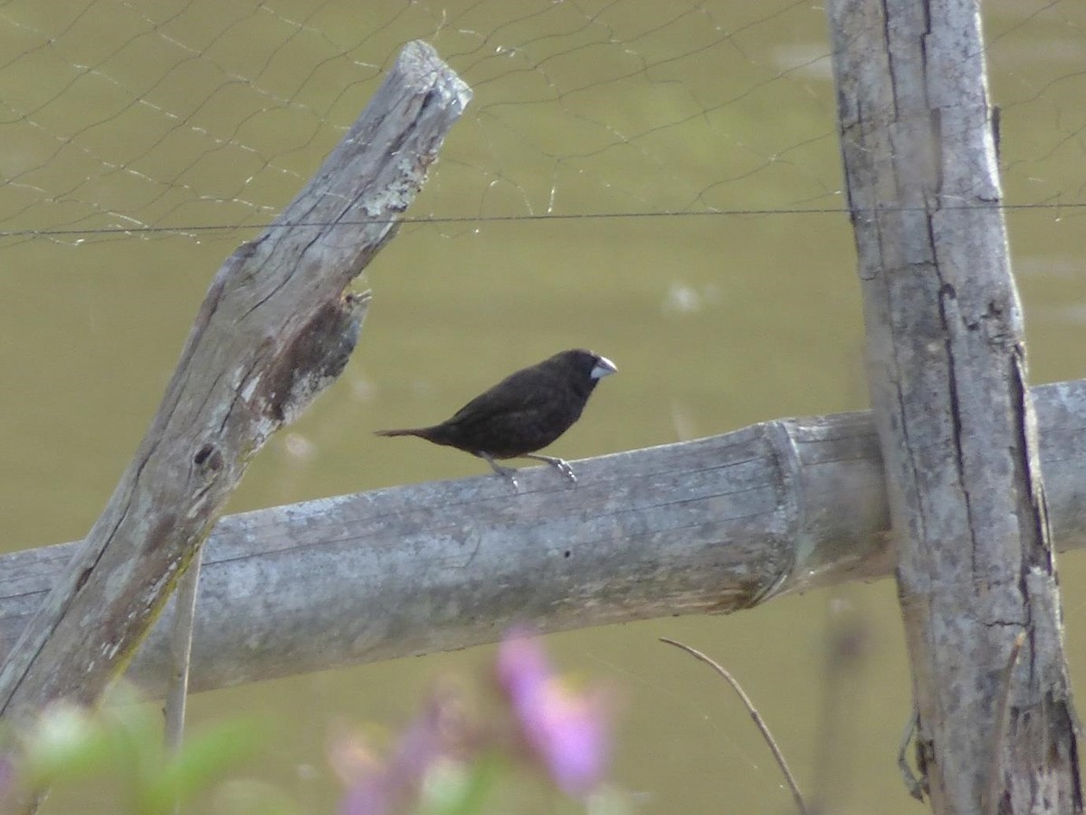 Dusky Munia - Barry Reed