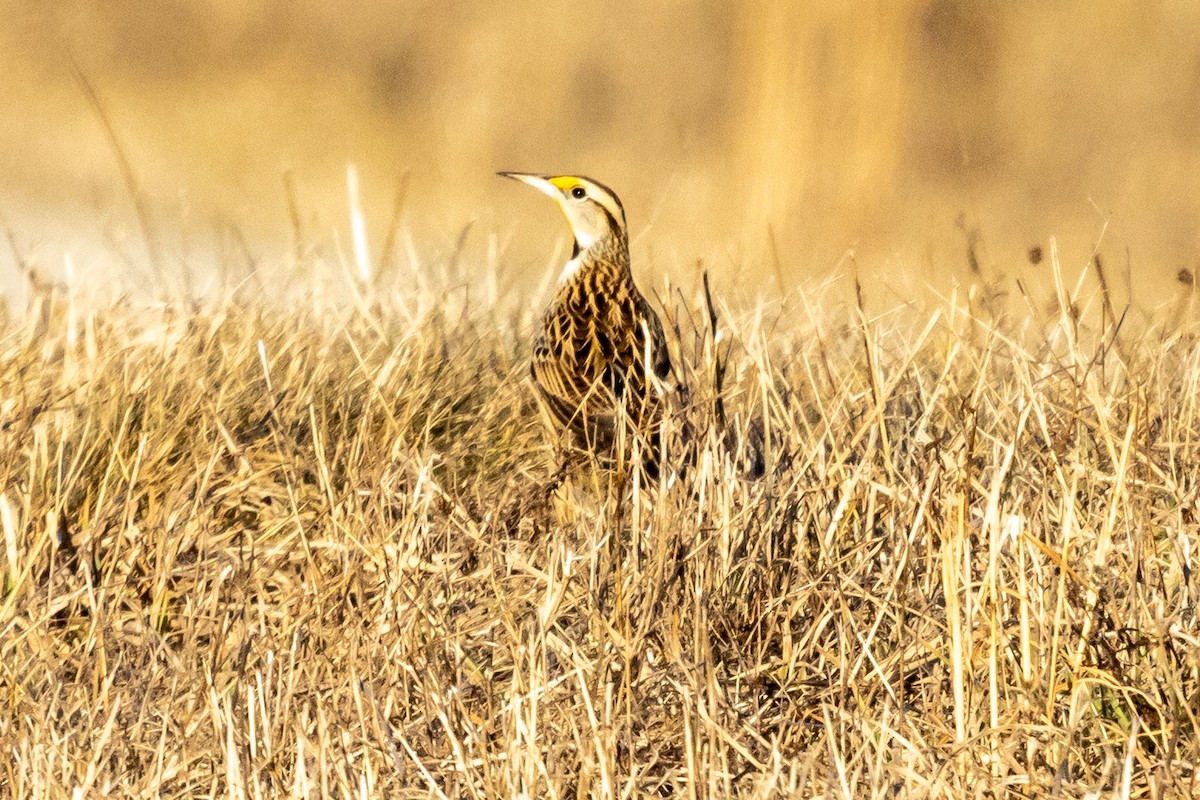 Eastern Meadowlark - ML614571712