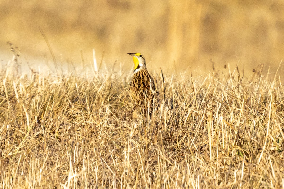 Eastern Meadowlark - ML614571713