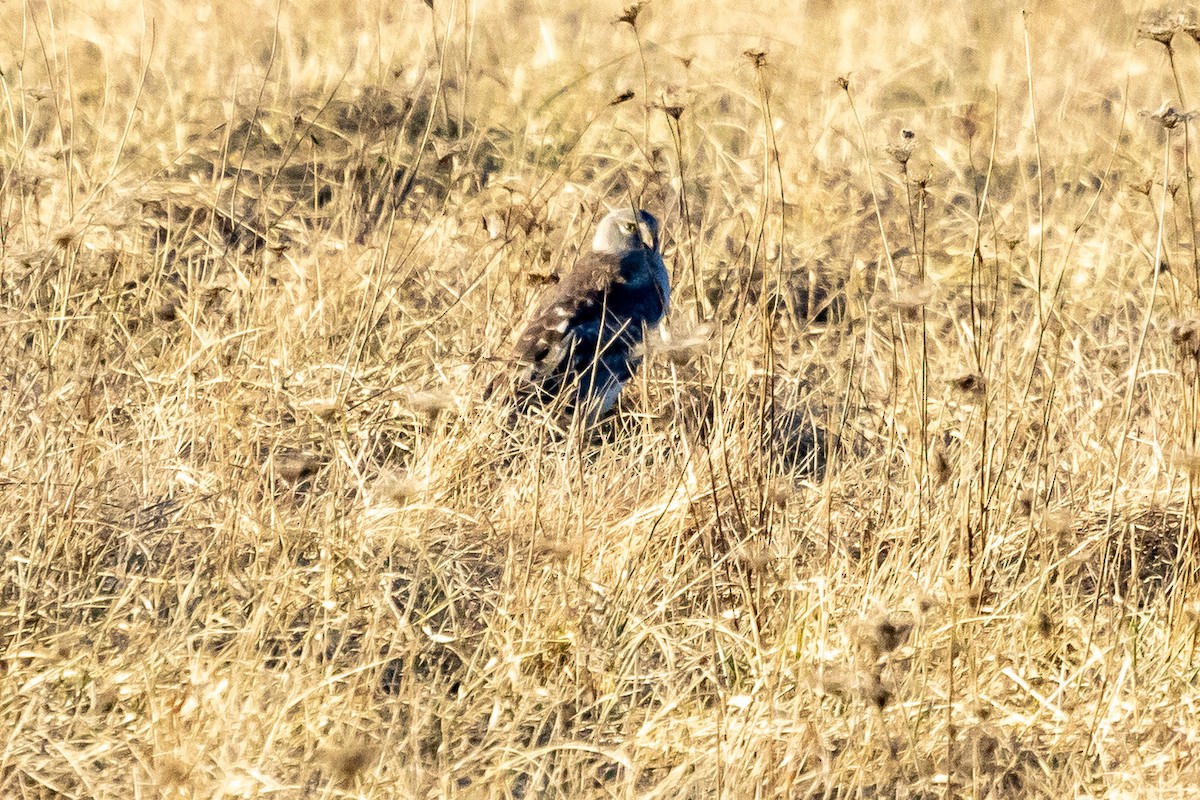 Northern Harrier - ML614571735