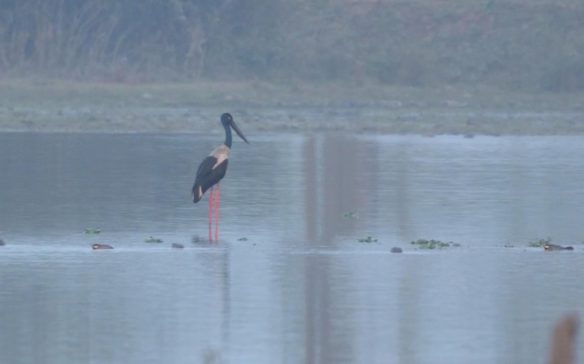 Black-necked Stork - ML614571739