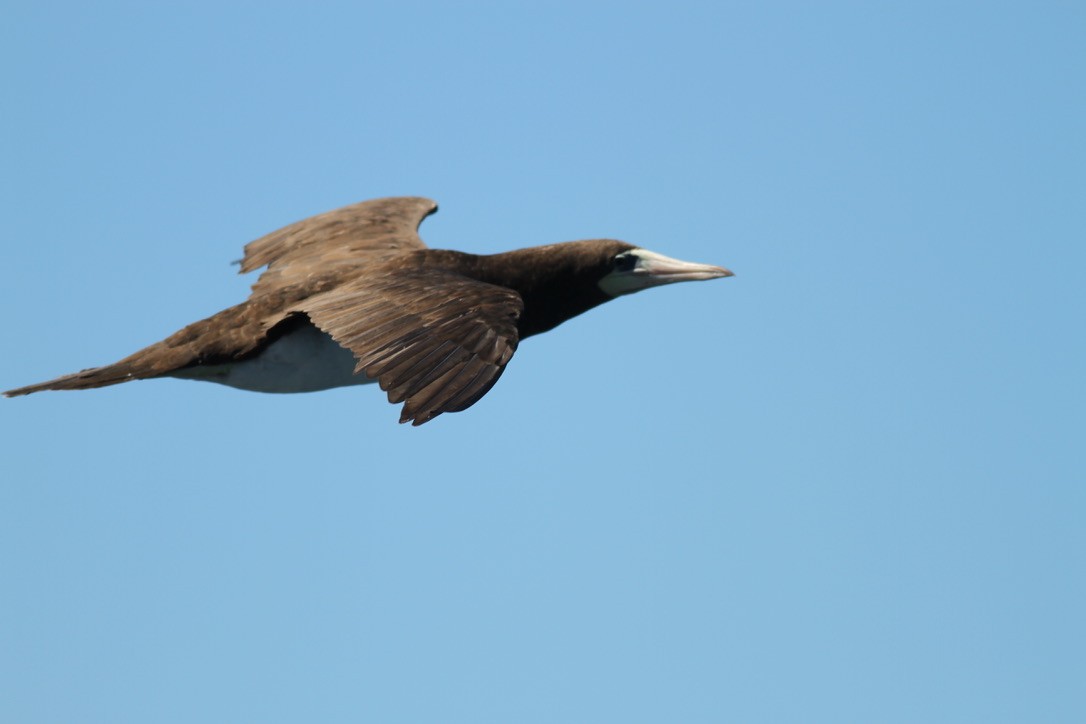 Brown Booby - Dan Maxwell