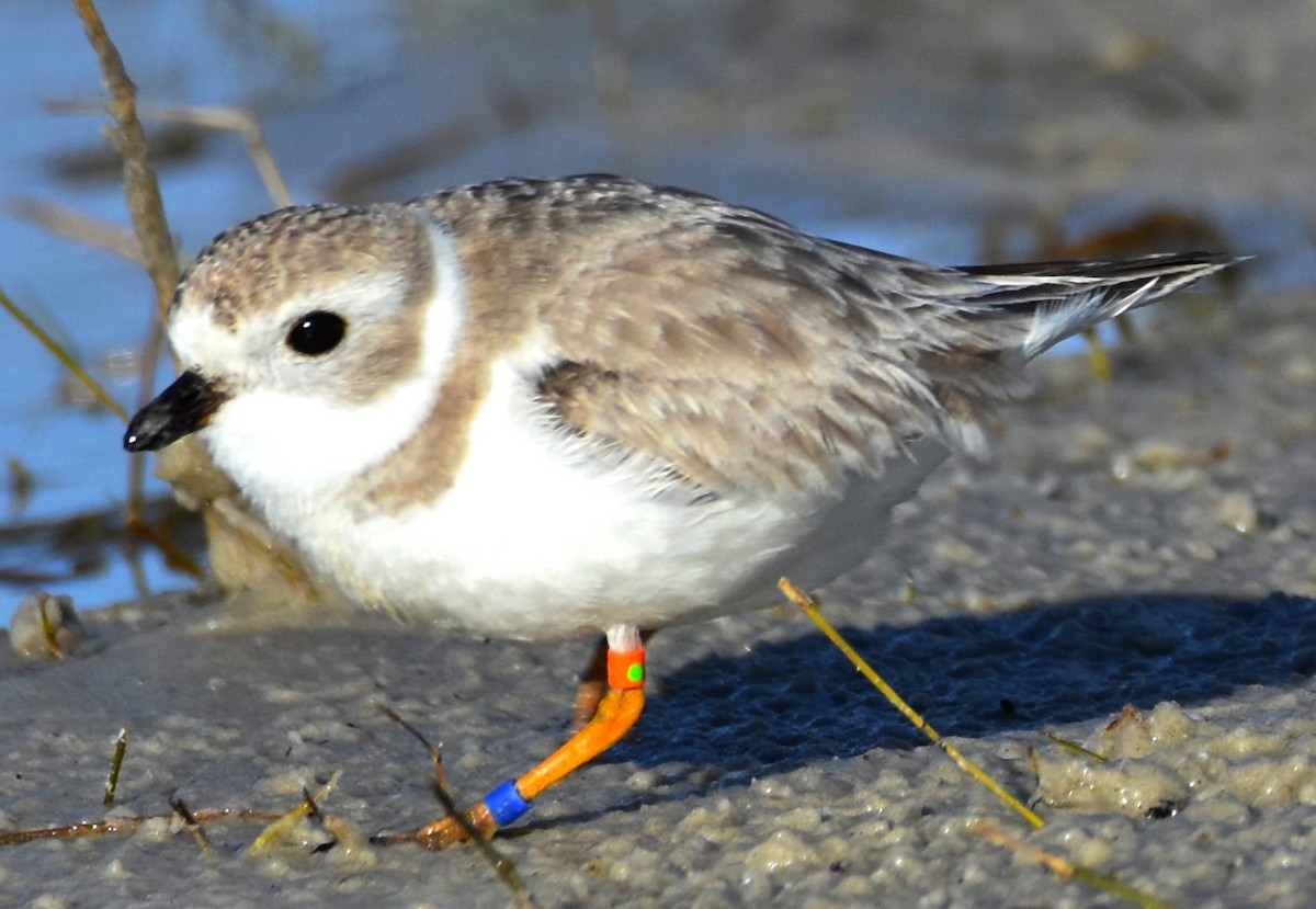 Piping Plover - ML614571865