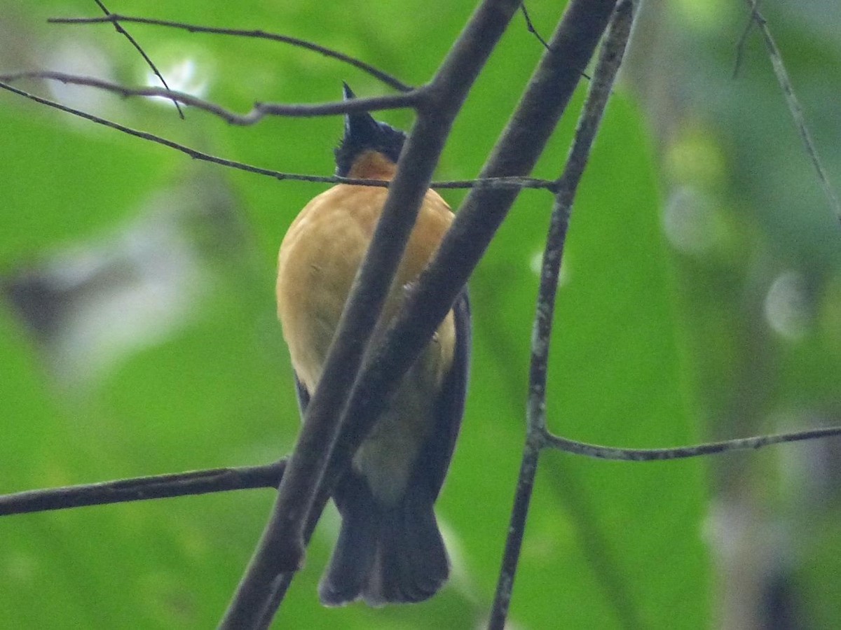 Sunda Blue Flycatcher - ML614571867