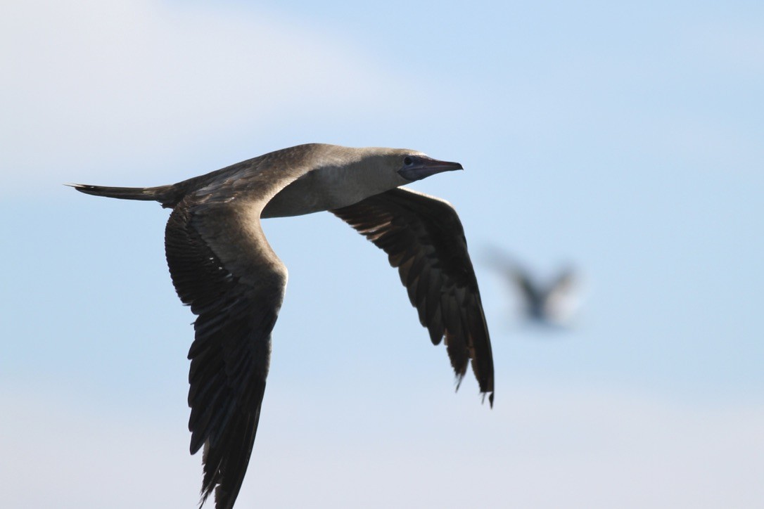 Red-footed Booby - ML614571876
