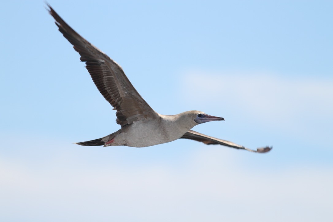 Red-footed Booby - ML614571878
