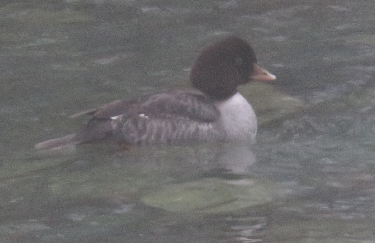 Barrow's Goldeneye - ML614571888