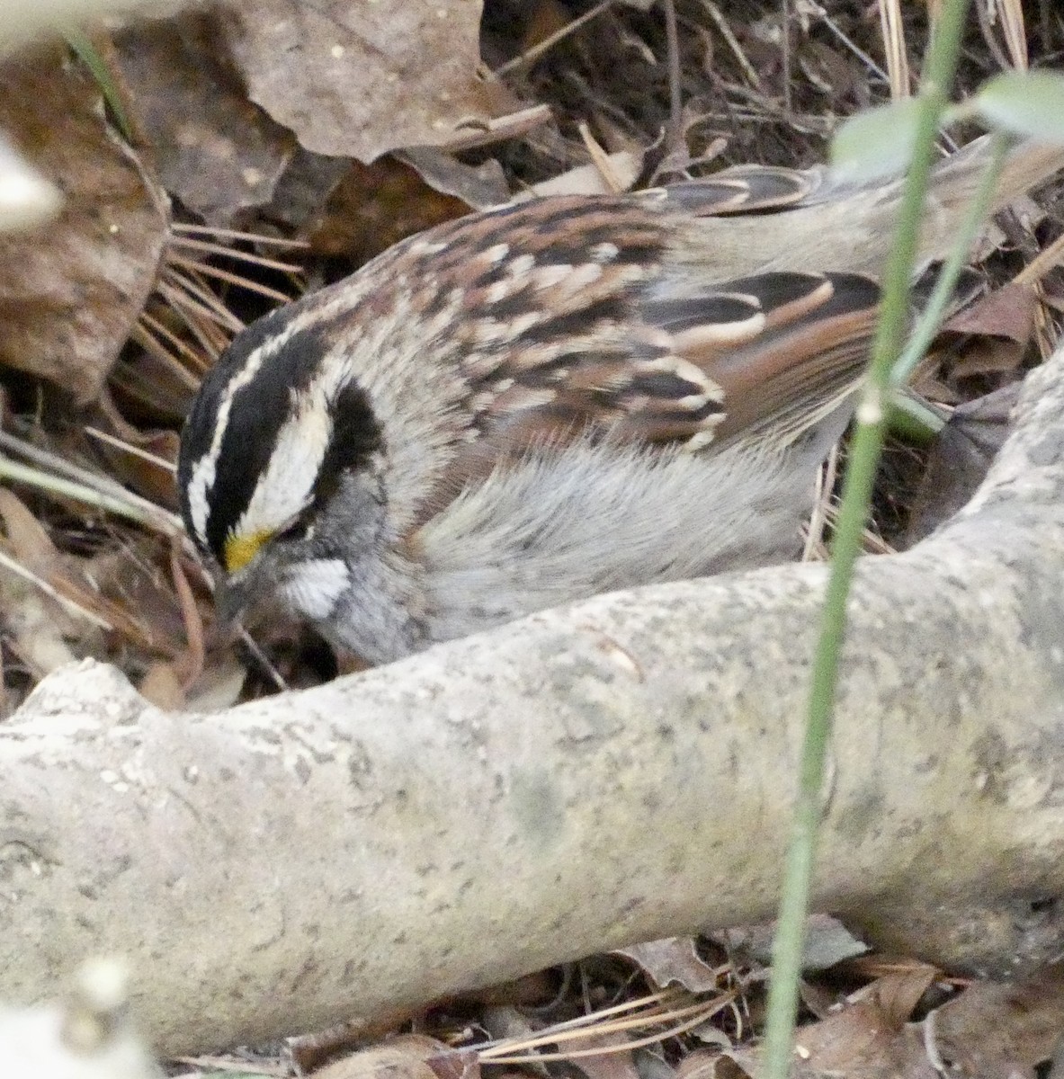 White-throated Sparrow - ML614571897