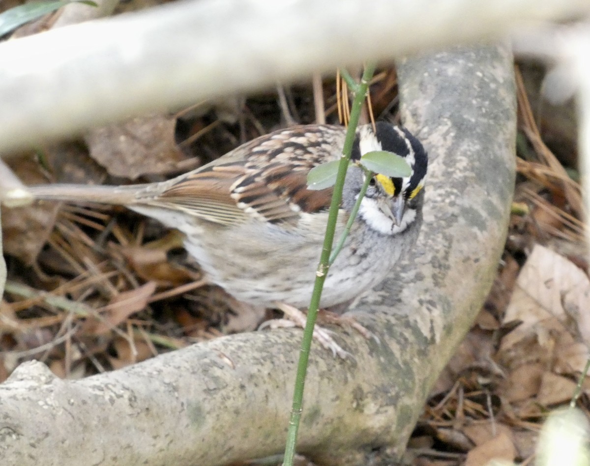 White-throated Sparrow - ML614571939