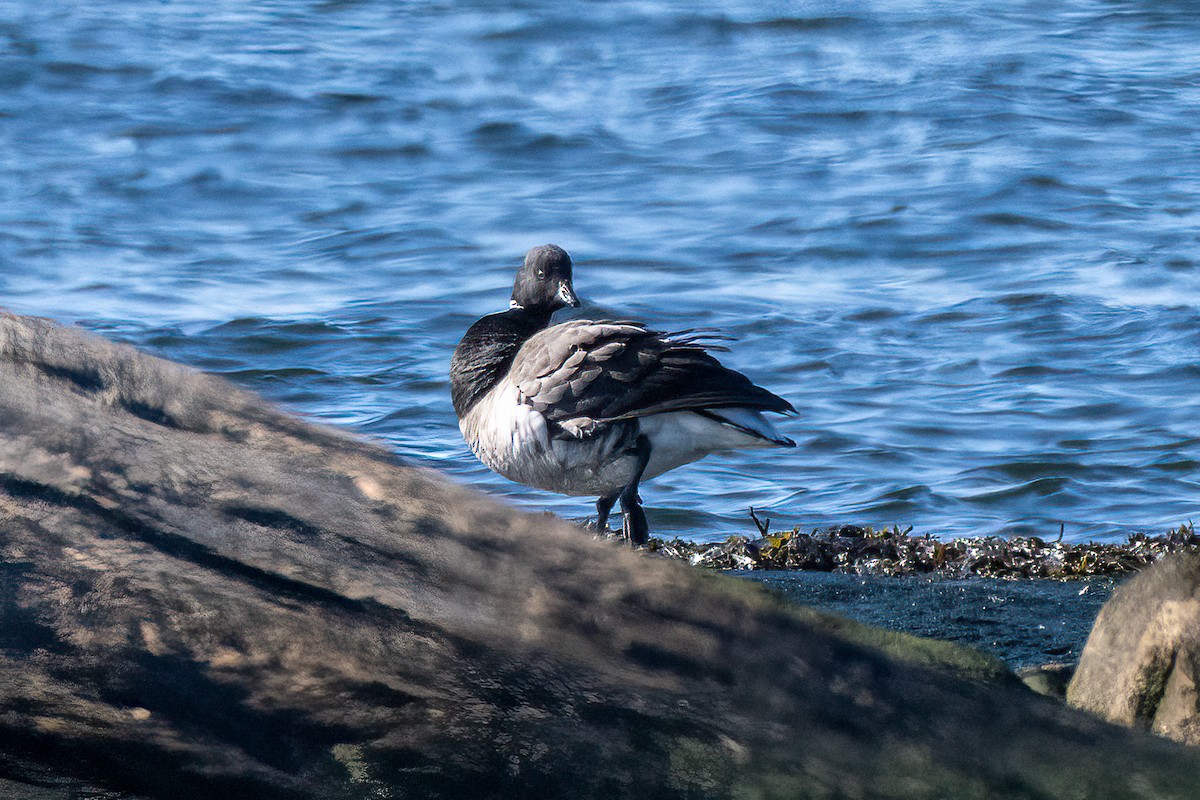 Barnacla Carinegra - ML614571963