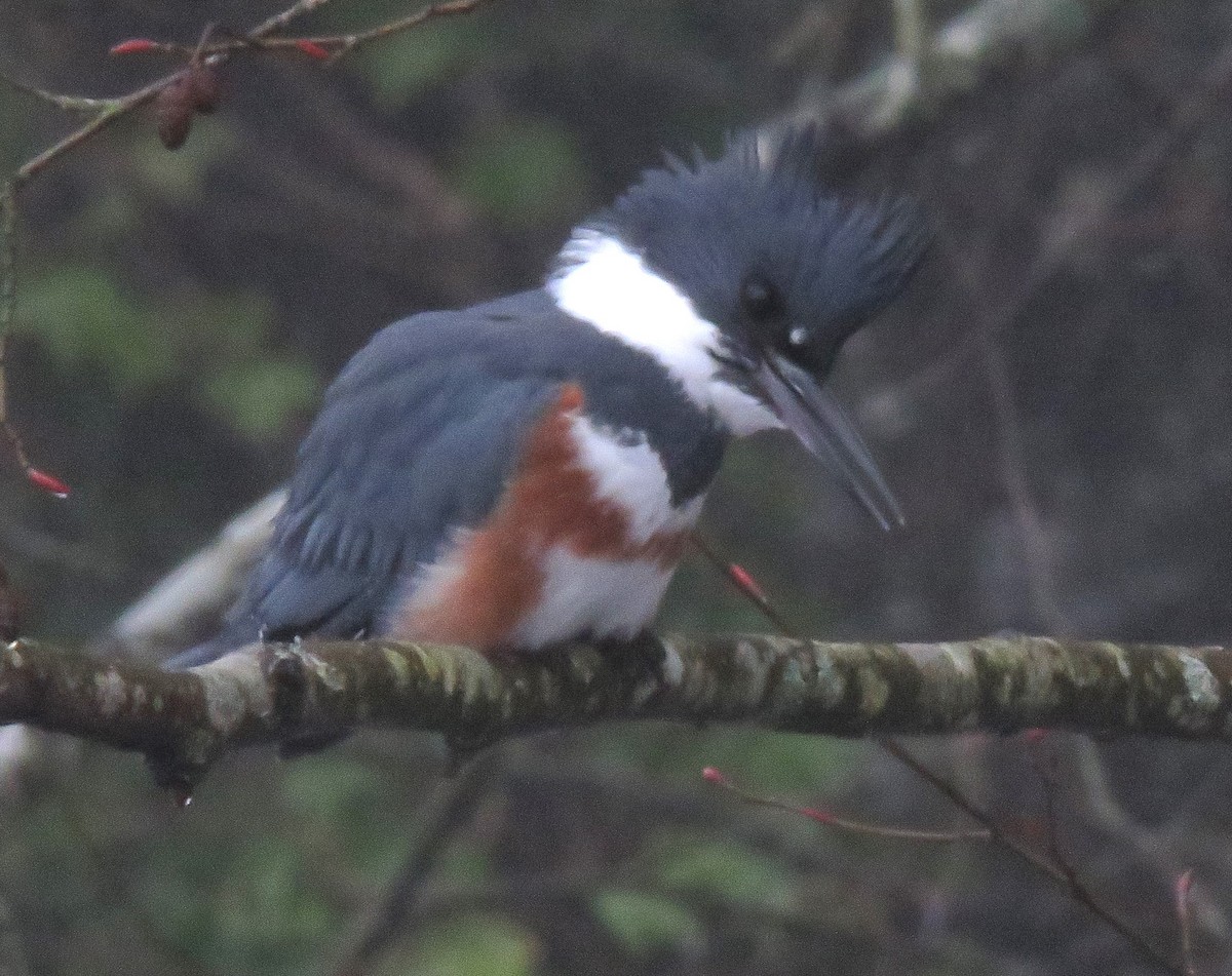 Belted Kingfisher - ML614571982