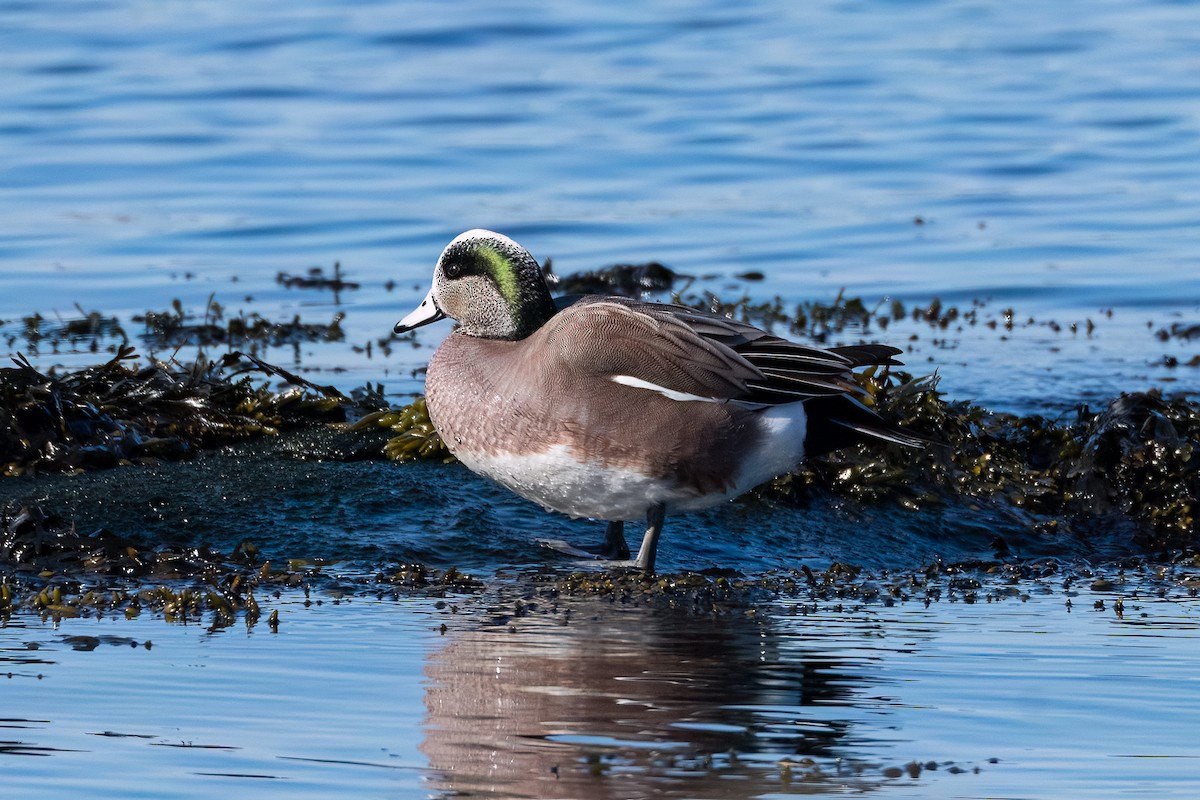 American Wigeon - ML614571988