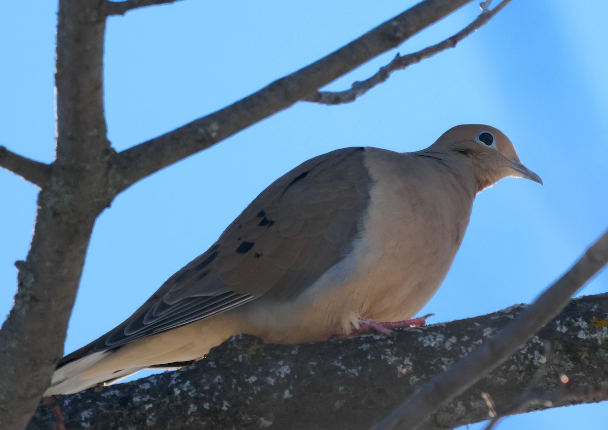 Mourning Dove - Brian Tychie