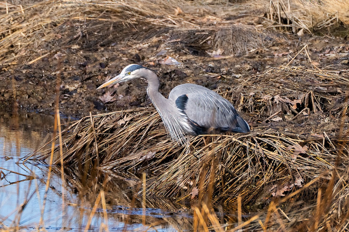 Great Blue Heron - ML614572009